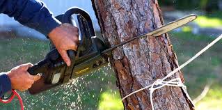 Best Arborist Consultation Services  in Summerfield, MD