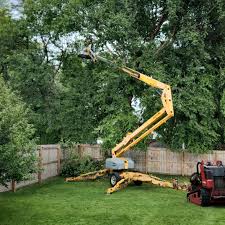 Summerfield, MD Tree Removal Company