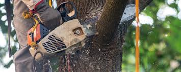 Best Tree Removal  in Summerfield, MD