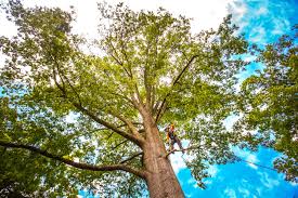 Best Tree Risk Assessment  in Summerfield, MD