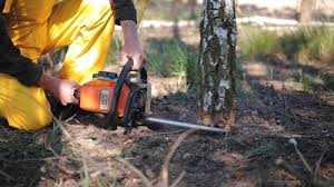 Best Leaf Removal  in Summerfield, MD
