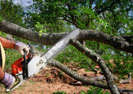 Best Lawn Disease Treatment  in Summerfield, MD
