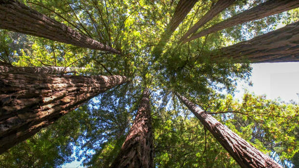 Best Tree Disease Treatment  in Summerfield, MD
