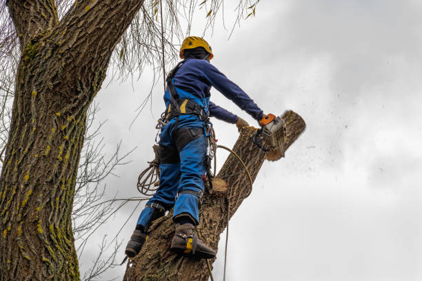 Best Aeration Services  in Summerfield, MD