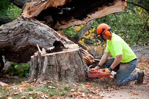 Best Fruit Tree Pruning  in Summerfield, MD