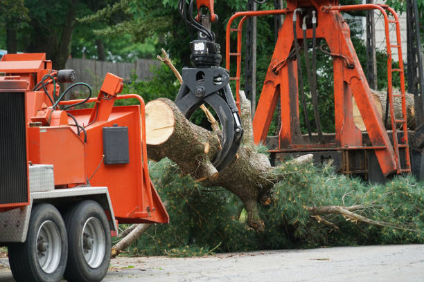 Best Lawn Maintenance Plans  in Summerfield, MD