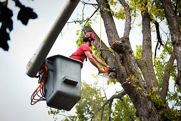 Best Firewood Processing and Delivery  in Summerfield, MD